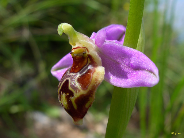 Orhrys scolopax 